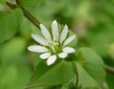 每日聖女大德蘭金句