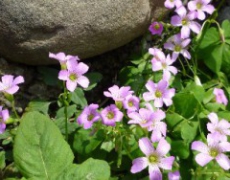 每日聖女大德蘭金句