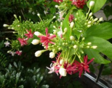 每日聖女大德蘭金句