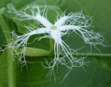 每日聖女大德蘭金句