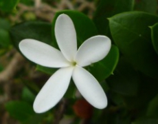 每日聖女大德蘭金句