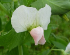 每日聖女大德蘭金句