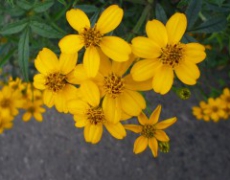 每日聖女大德蘭金句