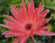 每日聖女大德蘭金句