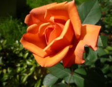 每日聖女大德蘭金句