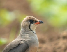 每日聖女大德蘭金句